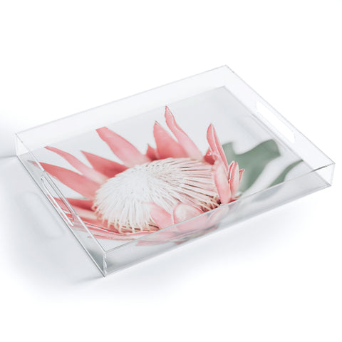 Ingrid Beddoes King Protea flower III Acrylic Tray