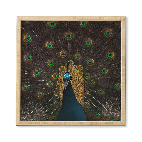 Ingrid Beddoes Peacock and proud III Framed Wall Art
