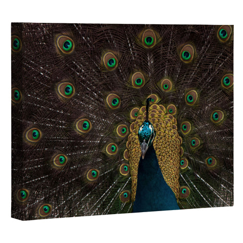 Ingrid Beddoes Peacock and proud III Art Canvas