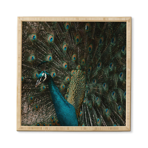 Ingrid Beddoes Peacock and proud IV Framed Wall Art