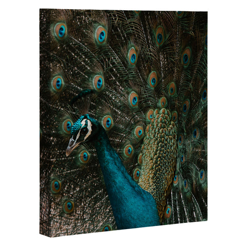 Ingrid Beddoes Peacock and proud IV Art Canvas