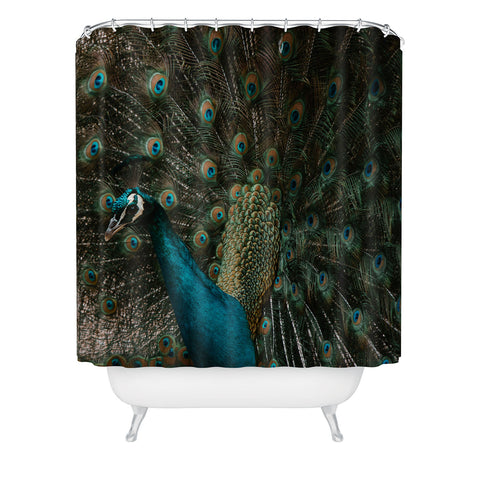Ingrid Beddoes Peacock and proud IV Shower Curtain