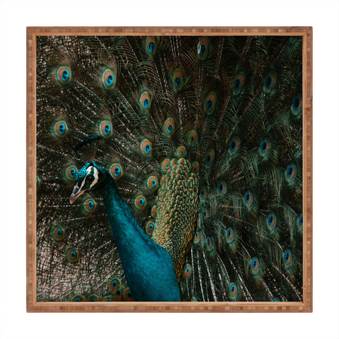Ingrid Beddoes Peacock and proud IV Square Tray