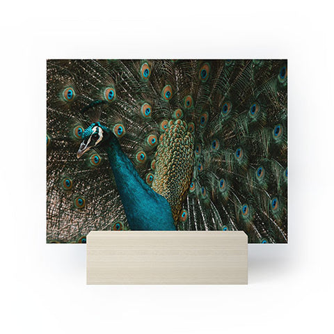 Ingrid Beddoes Peacock and proud IV Mini Art Print