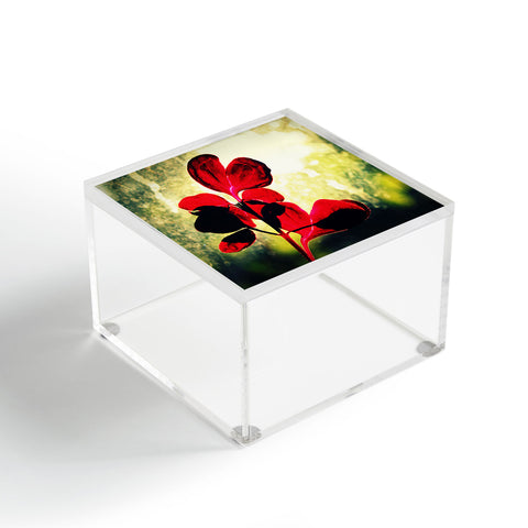 Krista Glavich Iresine Acrylic Box