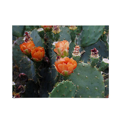 Lisa Argyropoulos Blooming Prickly Pear Poster