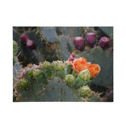 Lisa Argyropoulos Budding Prickly Pear Poster