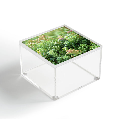 Lisa Argyropoulos Succulent Jungle Acrylic Box