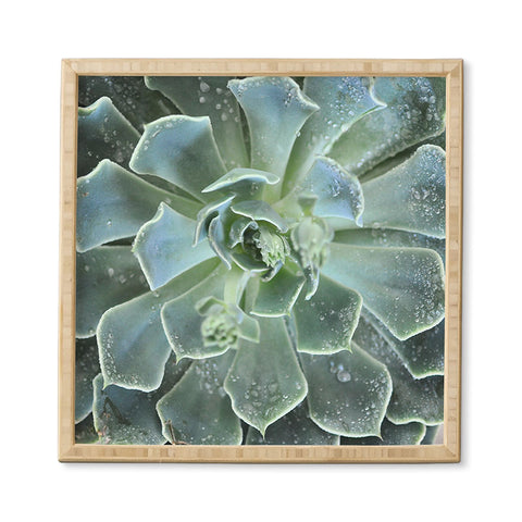 Lisa Argyropoulos Succulents II Framed Wall Art