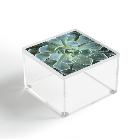 Lisa Argyropoulos Succulents II Acrylic Box