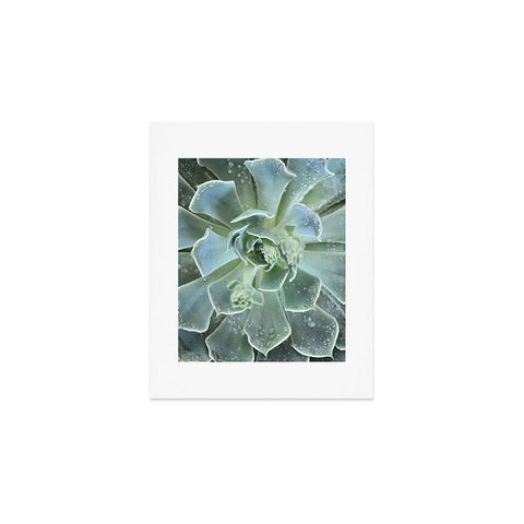 Lisa Argyropoulos Succulents II Art Print