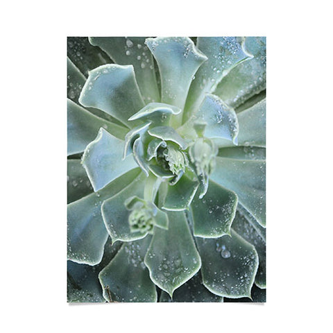 Lisa Argyropoulos Succulents II Poster