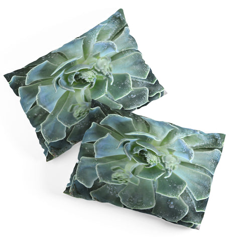 Lisa Argyropoulos Succulents II Pillow Shams