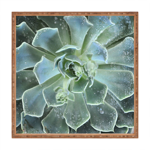 Lisa Argyropoulos Succulents II Square Tray