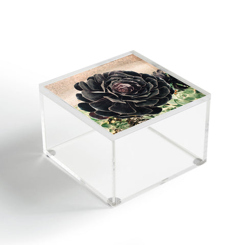 Maybe Sparrow Photography The Succulent Acrylic Box