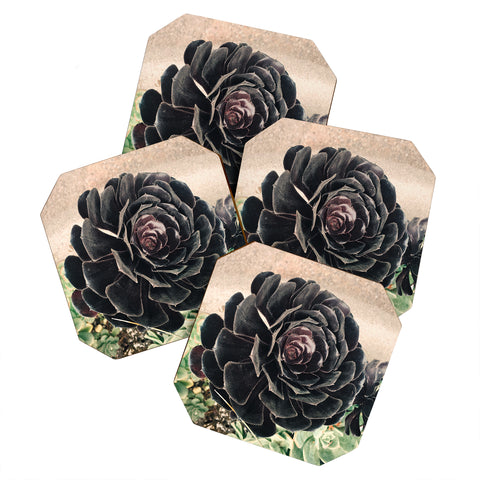 Maybe Sparrow Photography The Succulent Coaster Set