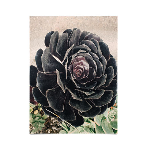 Maybe Sparrow Photography The Succulent Poster