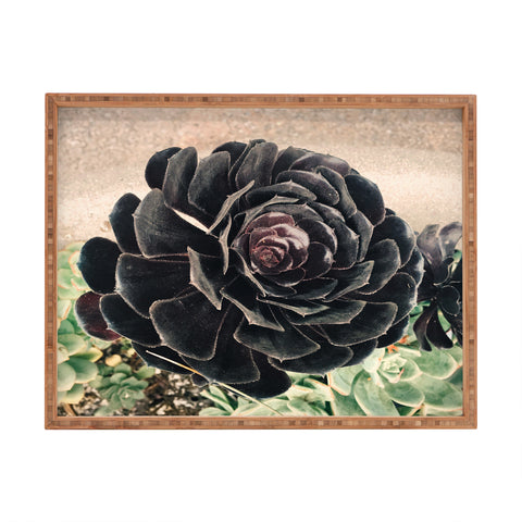 Maybe Sparrow Photography The Succulent Rectangular Tray