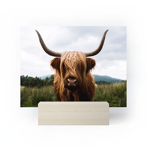 Michael Schauer Scottish Highland Cattle Mini Art Print
