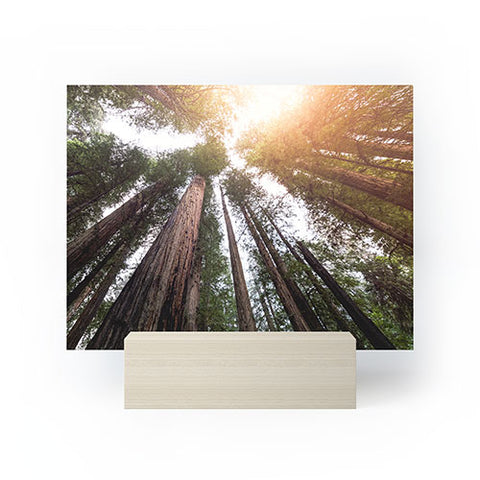 Nature Magick Redwood Forest Sky Mini Art Print