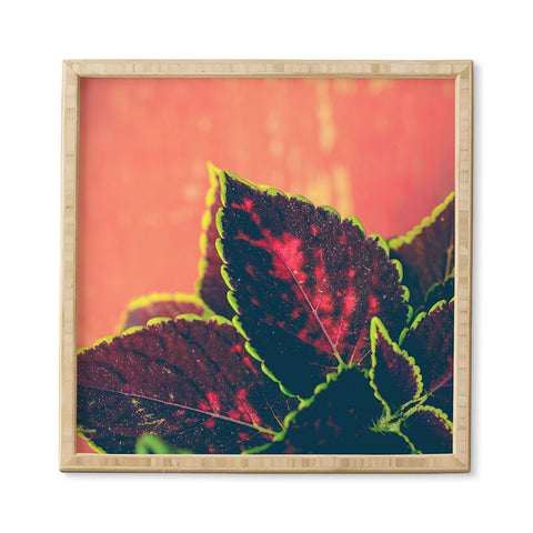 Olivia St Claire Coleus on Red Table Framed Wall Art