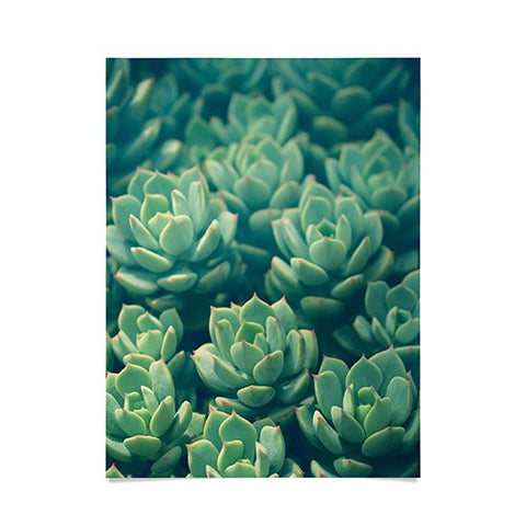 Olivia St Claire Succulents Poster
