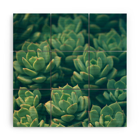 Olivia St Claire Succulents Wood Wall Mural