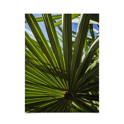 PI Photography and Designs Wide Palm Leaves Poster