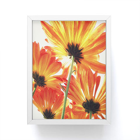 Shannon Clark Orange Daisies Framed Mini Art Print