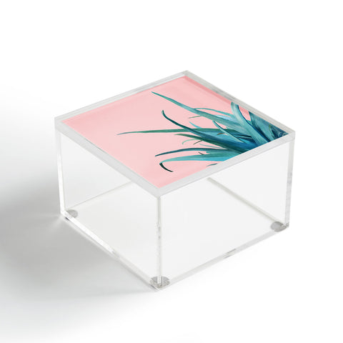 Viviana Gonzalez Aloe Vera 01 Acrylic Box