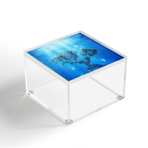 Viviana Gonzalez Underwater Tree Acrylic Box