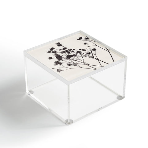 Alisa Galitsyna Gypsophila in a Blue Vase Acrylic Box