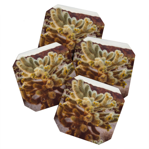 Bethany Young Photography Cholla Cactus Garden XIV Coaster Set