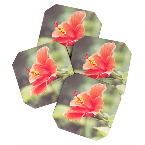 Bree Madden Hibiscus Coaster Set