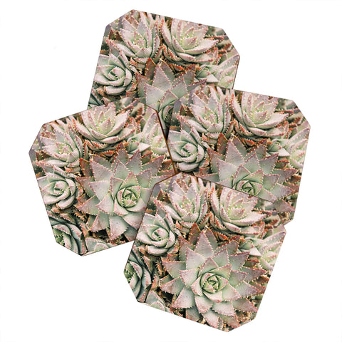 Bree Madden Succulent Coaster Set