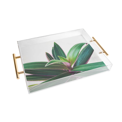 Cassia Beck Oyster Plant Acrylic Tray