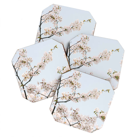 Catherine McDonald Cherry Blossoms In Seoul Coaster Set