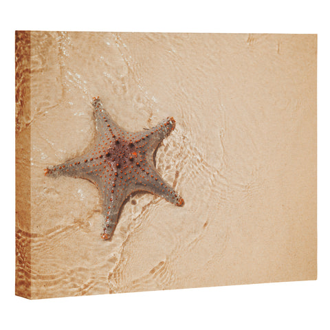 Catherine McDonald Tropical Starfish Art Canvas