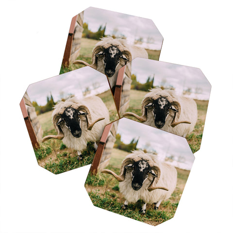 Chelsea Victoria The Curious Sheep Coaster Set