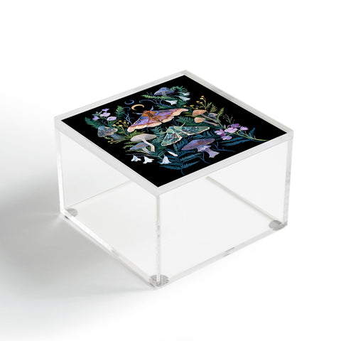 Clara McAllister Sphinx Moth Acrylic Box