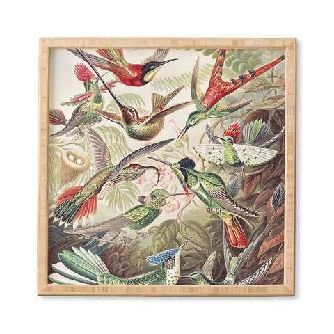 Dagmar Pels Hummingbirds 20 Framed Wall Art