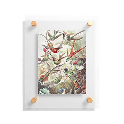 Dagmar Pels Hummingbirds 20 Floating Acrylic Print