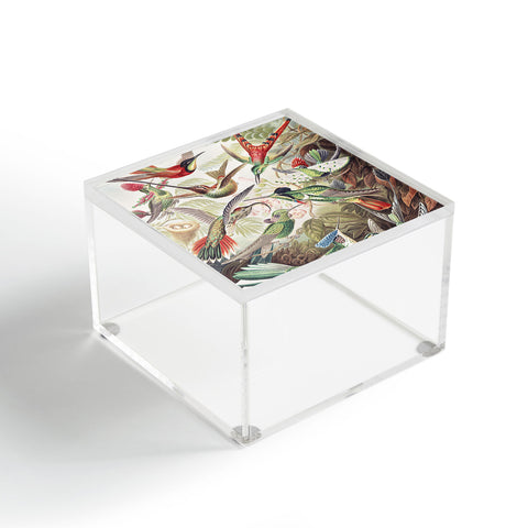 Dagmar Pels Hummingbirds 20 Acrylic Box