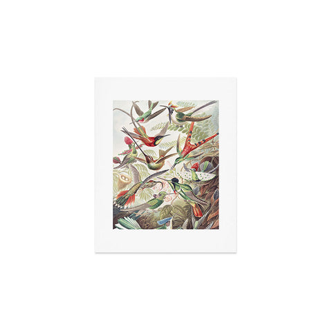 Dagmar Pels Hummingbirds 20 Art Print
