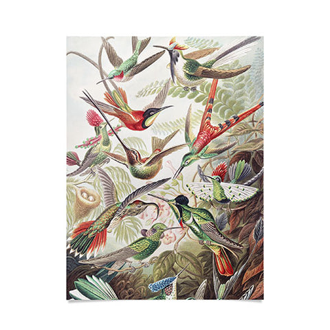 Dagmar Pels Hummingbirds 20 Poster