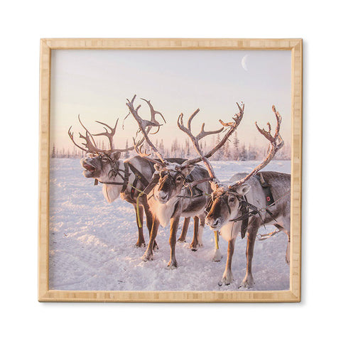 Dagmar Pels Reindeer portrait in snow Framed Wall Art