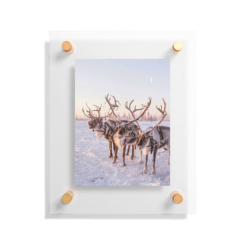 Dagmar Pels Reindeer portrait in snow Floating Acrylic Print