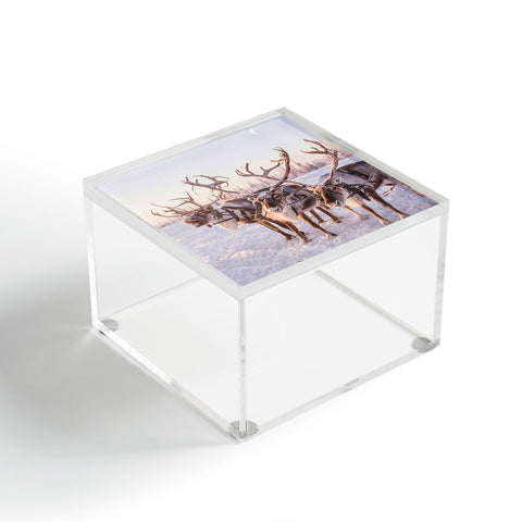 Dagmar Pels Reindeer portrait in snow Acrylic Box