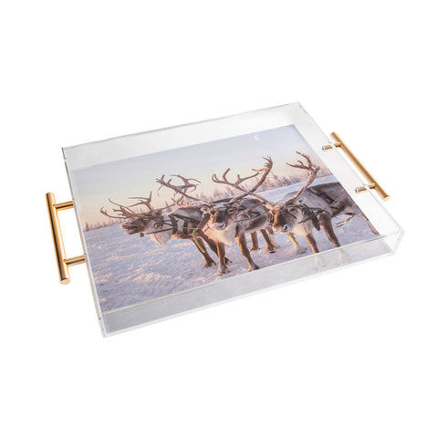 Dagmar Pels Reindeer portrait in snow Acrylic Tray