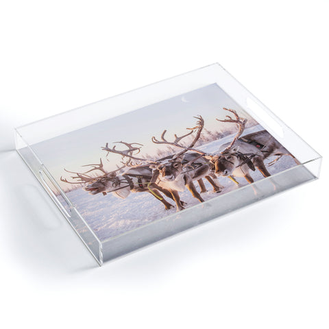 Dagmar Pels Reindeer portrait in snow Acrylic Tray